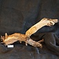 Mopane root - sculpture, approx. 100 x 50 x 27 cm, 91541