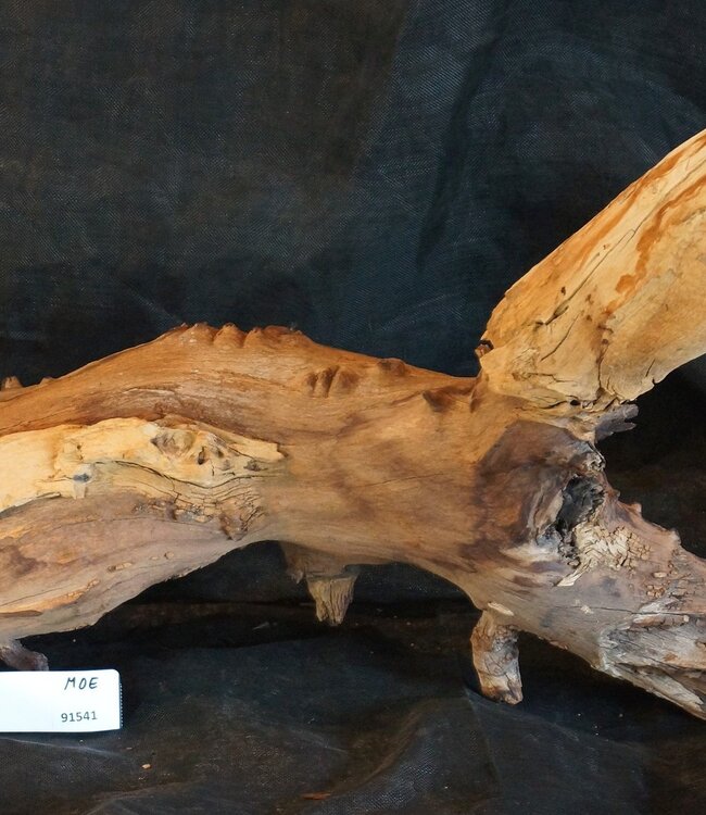 Mopane Wurzel - Skulptur, ca. 100 x 50 x 27 cm, 91541