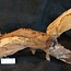 Mopane root - sculpture, approx. 100 x 50 x 27 cm, 91541
