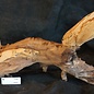 Mopane root - sculpture, approx. 100 x 50 x 27 cm, 91541