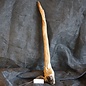 Mopane root - sculpture, approx. 90 x 15 x 7 cm, 91545