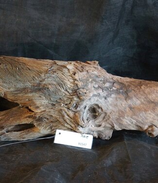 Mopane Wurzel - Skulptur, ca. 85 x 21 x 25 cm, 91547