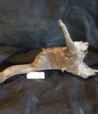 Mopane Wurzel - Skulptur, ca. 60 x 40 x 15 cm, 91549