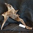 Mopane root - sculpture, approx. 60 x 40 x 15 cm, 91549