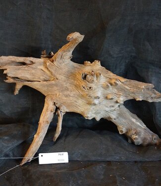 Mopane root - sculpture, approx. 70 x 40 x 50 cm, 91550