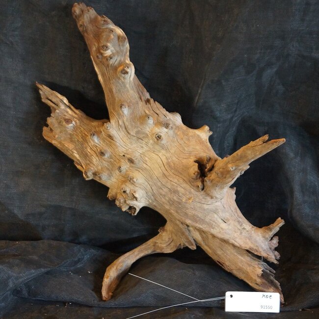 Mopane root - sculpture, approx. 70 x 40 x 50 cm, 91550