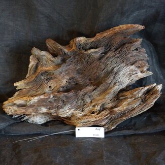 Mopane Wurzel - Skulptur, ca. 60 x 38 x 25 cm, 91551