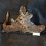 Mopane Wurzel - Skulptur, ca. 55 x 35 x 30 cm, 91552