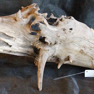 Mopane Wurzel - Skulptur, ca. 160 x 45 x 50 cm, 91553