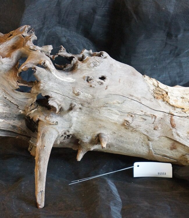 Mopane root - sculpture, approx. 160 x 45 x 50 cm, 91553