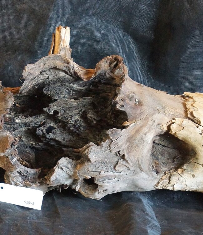 Mopane root - sculpture, approx. 160 x 45 x 50 cm, 91553