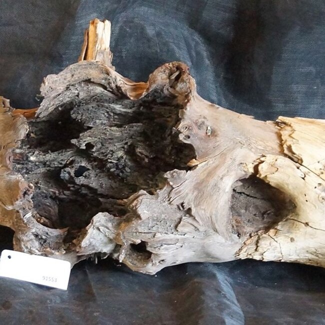 Mopane Wurzel - Skulptur, ca. 160 x 45 x 50 cm, 91553
