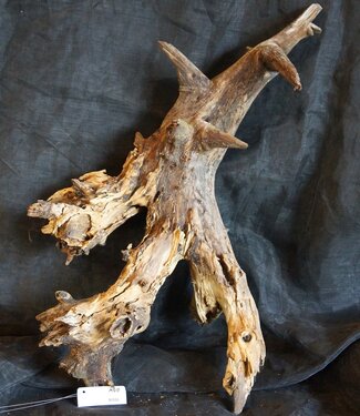 Mopane Wurzel - Skulptur, ca. 95 x 60 x 30 cm, 91555