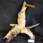 Mopane root - sculpture, approx. 70 x 40 x 17 cm, 91560