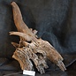 Mopane root - sculpture, approx. 65 x 35 x 30 cm, 91565