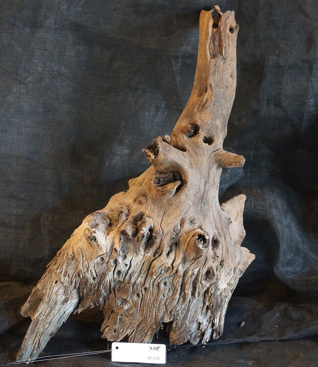 Mopane root - sculpture, approx. 65 x 35 x 30 cm, 91565