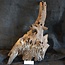 Mopane root - sculpture, approx. 65 x 35 x 30 cm, 91565