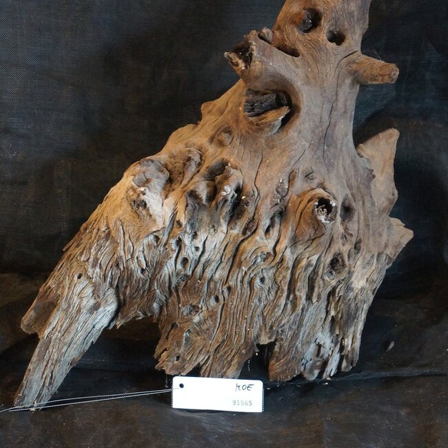 Mopane Wurzel - Skulptur, ca. 65 x 35 x 30 cm, 91565
