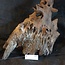 Mopane root - sculpture, approx. 65 x 35 x 30 cm, 91565