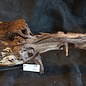 Mopane Wurzel - Skulptur, ca. 70 x 32 x 25 cm, 91572