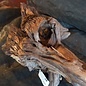 Mopane root - sculpture, approx. 70 x 32 x 25 cm, 91572