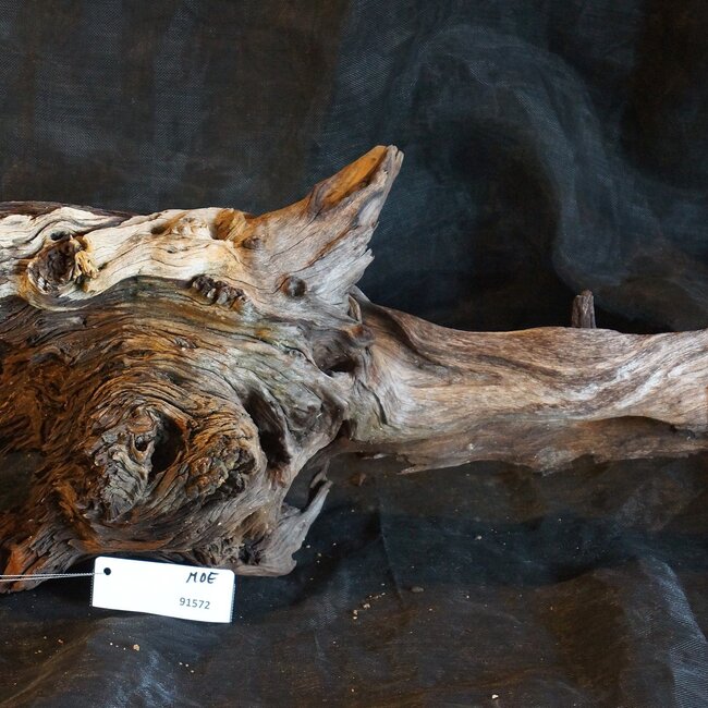 Mopane Wurzel - Skulptur, ca. 70 x 32 x 25 cm, 91572
