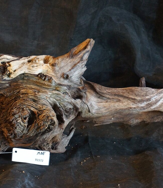 Mopane root - sculpture, approx. 70 x 32 x 25 cm, 91572