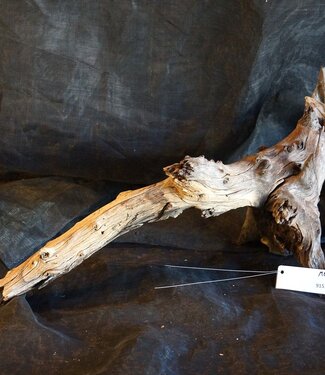 Mopane Wurzel - Skulptur, ca. 50 x 40 x 22 cm, 91576