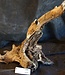 Mopane root - sculpture, approx. 50 x 40 x 22 cm, 91576