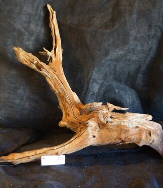 Camel thorn root - sculpture, approx. 80 x 70 x 20 cm, 91577