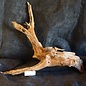 Camel thorn root - sculpture, approx. 80 x 70 x 20 cm, 91577