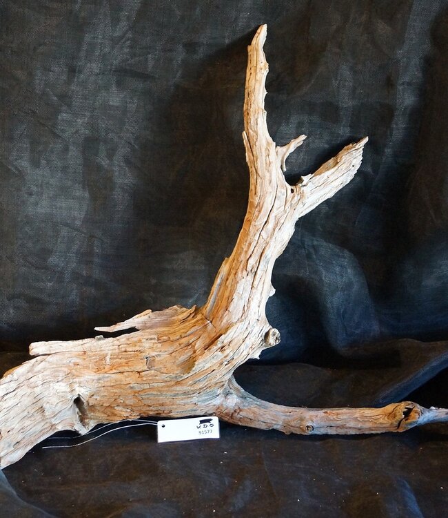 Kameldorn Wurzel - Skulptur, ca. 80 x 70 x 20 cm, 91577