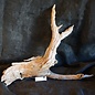 Camel thorn root - sculpture, approx. 80 x 70 x 20 cm, 91577