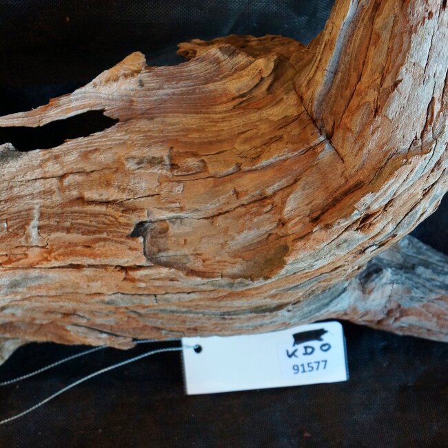 Kameldorn Wurzel - Skulptur, ca. 80 x 70 x 20 cm, 91577