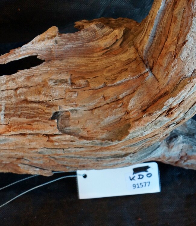 Camel thorn root - sculpture, approx. 80 x 70 x 20 cm, 91577