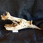 Mopane root - sculpture, approx. 80 x 27 x 25 cm, 91580