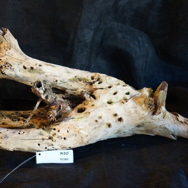 Mopane Wurzel - Skulptur, ca. 80 x 27 x 25 cm, 91580