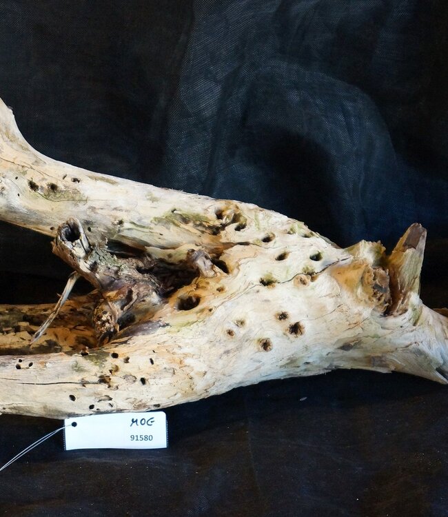 Mopane root - sculpture, approx. 80 x 27 x 25 cm, 91580