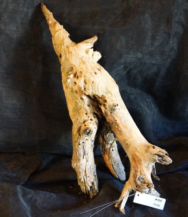Mopane Wurzel - Skulptur, ca. 80 x 27 x 25 cm, 91580