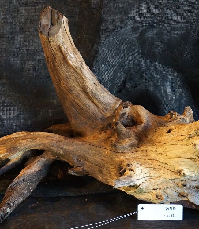 Mopane Wurzel - Skulptur, ca. 80 x 40 x 40 cm, 91582