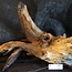 Mopane root - sculpture, approx. 80 x 40 x 40 cm, 91582