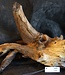 Mopane root - sculpture, approx. 80 x 40 x 40 cm, 91582