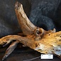 Mopane root - sculpture, approx. 80 x 40 x 40 cm, 91582