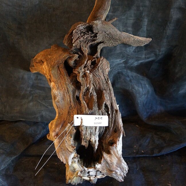 Mopane Wurzel - Skulptur, ca. 80 x 40 x 40 cm, 91582
