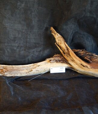 Mopane root - sculpture, approx. 100 x 30 x 11 cm, 91585