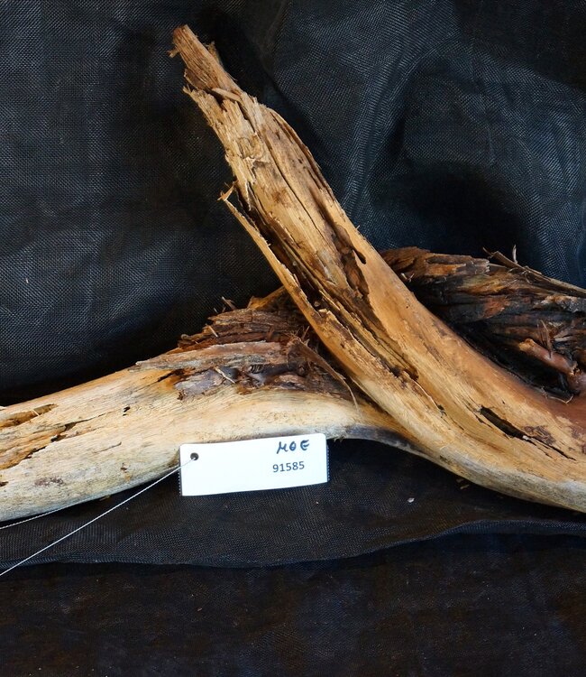 Mopane Wurzel - Skulptur, ca. 100 x 30 x 11 cm, 91585