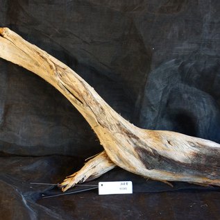 Mopane Wurzel - Skulptur, ca. 100 x 30 x 11 cm, 91585