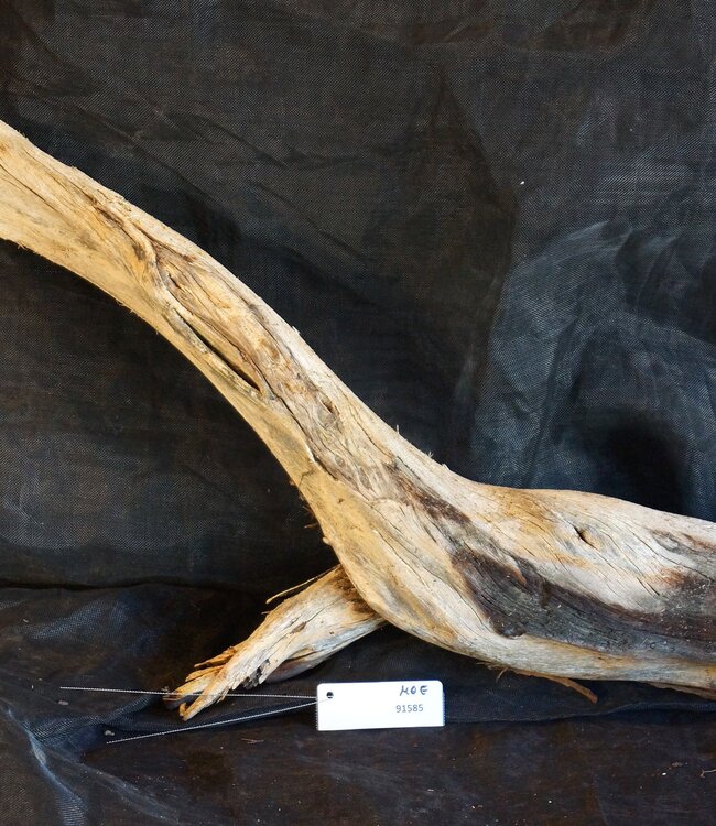 Mopane root - sculpture, approx. 100 x 30 x 11 cm, 91585