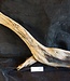 Mopane root - sculpture, approx. 100 x 30 x 11 cm, 91585