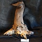 Mopane root - sculpture, approx. 45 x 30 x 27 cm, 91586